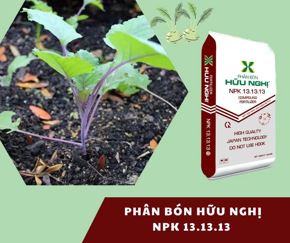 Chăm sóc su hào củ to, tập trung dinh dưỡng vào giai đoạn hình thành củ