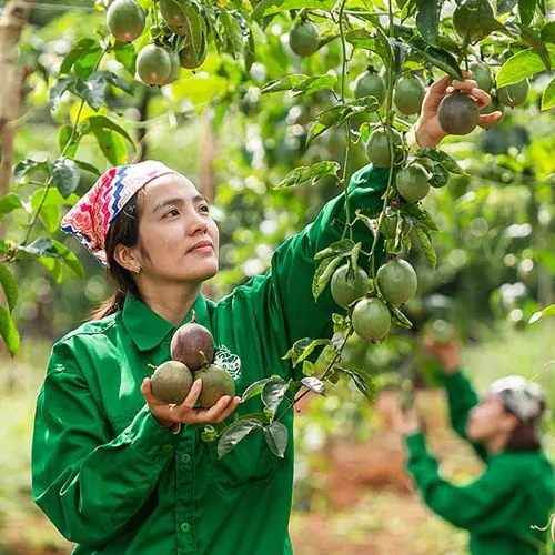 Giai đoạn thu hoạch quả