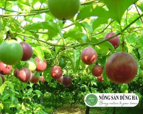 Thời gian chanh dây ra trái tùy theo phương pháp trồng