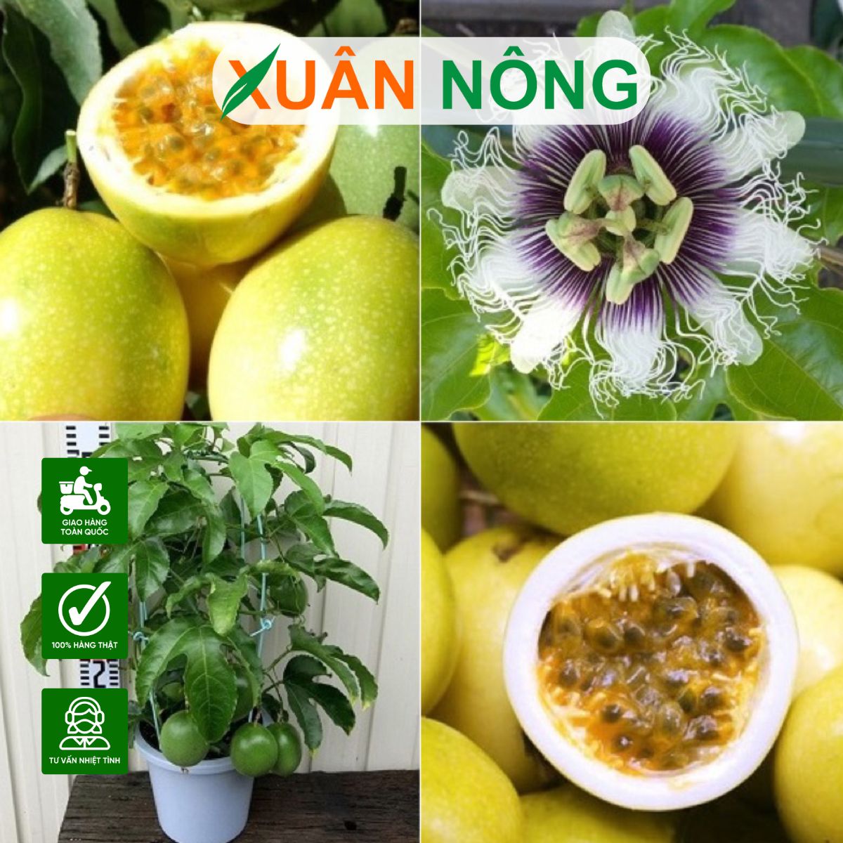 Các Loại Cây Trồng Dải Phân Cách: Kỹ Thuật Trồng Chanh Dây Chuyên Sâu