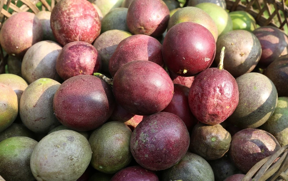 CÁCH TRỒNG BÍ ĐỎ TRONG THÙNG XỐP ĐẠT NĂNG SUẤT CAO CHO SÂN THƯỢNG