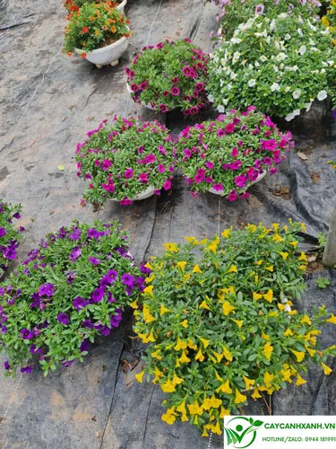 Chảo hoa triệu chuông rực rỡ sắc màu, sẵn sàng để trang trí