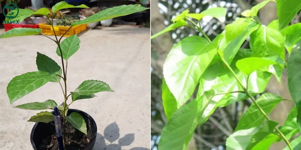 Chậu cây lá cách