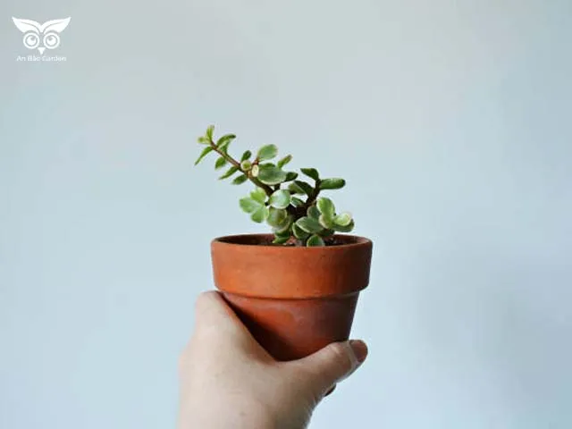 Chậu đất nung là lựa chọn tối ưu, giúp tăng khả năng thoát nước cho cách trồng sen đá đô la trắng