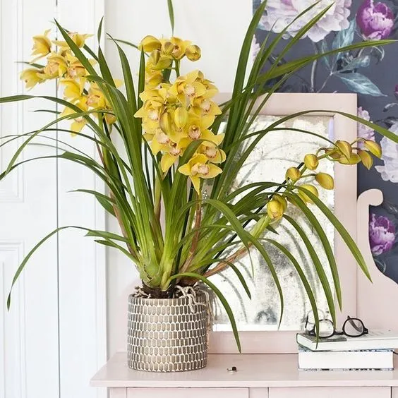 Cách trồng lan Santo để chưng Tết và mang lại may mắn