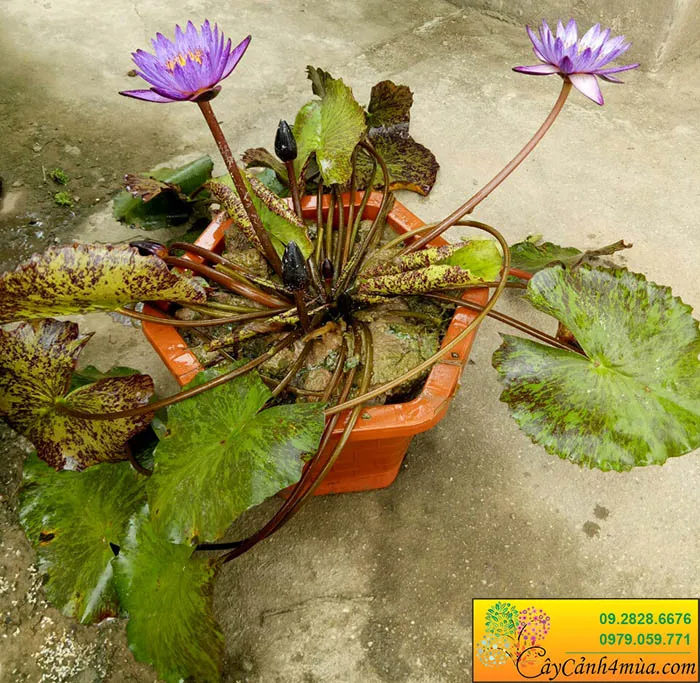 Giống hoa súng Thái bông to, cho thấy kích thước chậu cần thiết cho sự phát triển