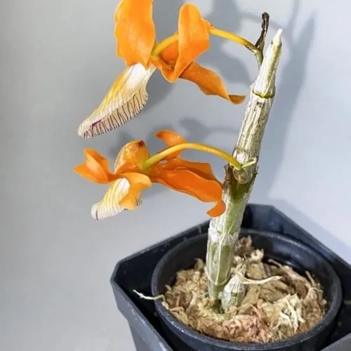 Chậu lan Đơn Cam trồng bằng giá thể đất nung và than củi, thể hiện phương pháp cách trồng và chăm sóc lan đơn cam hiệu quả