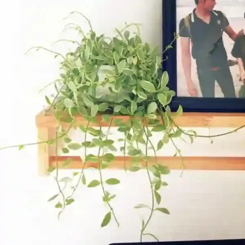 Chậu lan hạt dưa trang trí nội thất phòng khách, thể hiện công dụng thẩm mỹ sau khi trồng và chăm sóc.