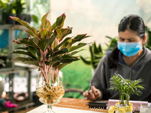 Chậu cây phú quý thủy sinh đặt trang trí trên bàn làm việc