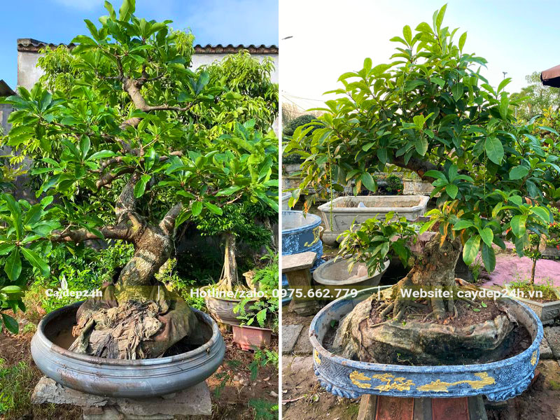 Cách Trồng Cây Lộc Vừng Bonsai Chuẩn Kỹ Thuật Và Chăm Sóc Ra Hoa Quanh Năm