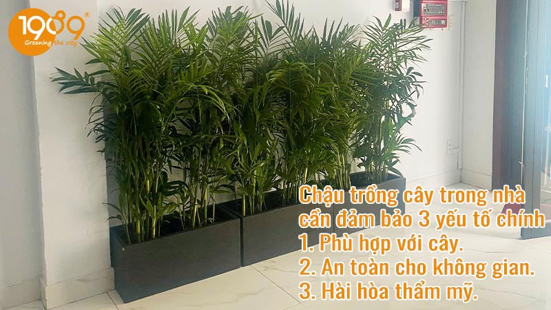 Cách Trồng Cây Ngọc Ngân Thủy Sinh Đúng Kỹ Thuật và Chăm Sóc A-Z