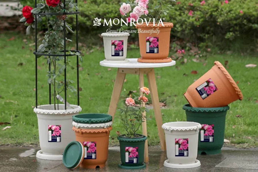 Cận cảnh bộ rễ hoa hồng phát triển cân đối trong giá thể khi áp dụng cách chọn chậu trồng hoa hồng