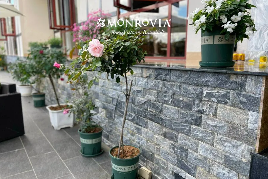 Kiểm tra rễ hoa hồng ngoi lên bề mặt là dấu hiệu cần thay chậu và giá thể mới