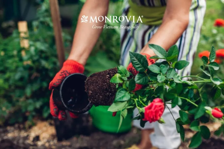 Quá trình đặt cây hoa hồng vào chậu mới sau khi đã chuẩn bị lớp lót thoát nước
