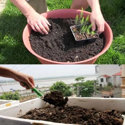 Chậu trồng măng tây