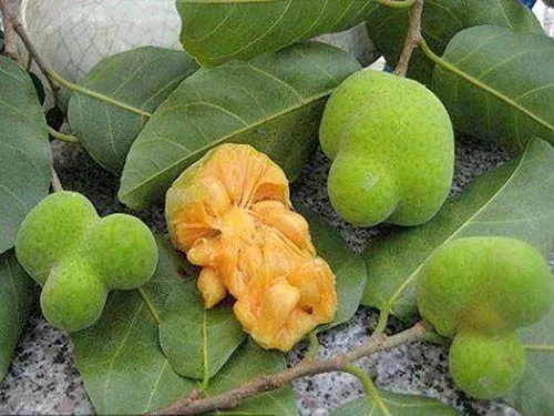 Cây Chay đang phát triển mạnh mẽ trong điều kiện thời tiết mùa hè