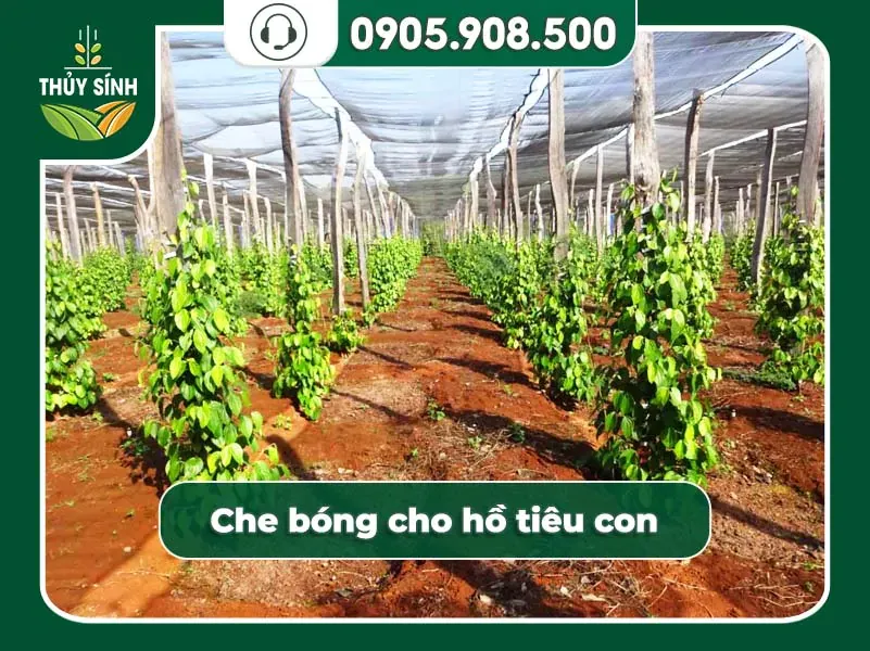 Che bóng để giảm ánh nắng gay gắt