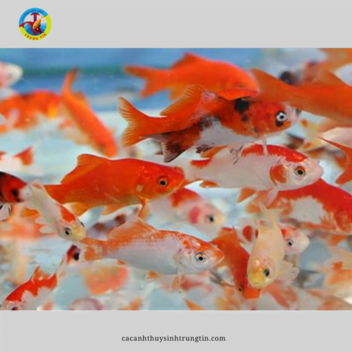 Cách Trồng Ráy Nana White Đạt Chuẩn Chuyên Gia: Kỹ Thuật Và Điều Kiện Tối Ưu