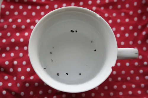 Hình ảnh tách hạt kiwi tí hon ra khỏi cùi thịt trong nước