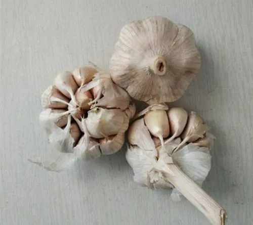 Ngâm tép tỏi đã bóc vỏ trong nước sạch khoảng 12 giờ để kích thích nảy mầm.