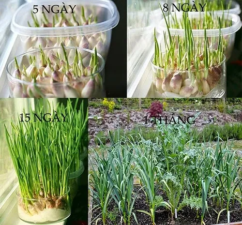 Mầm tỏi sẽ nhanh chóng nhú lên và phát triển rất tốt trong môi trường thủy canh ban đầu.