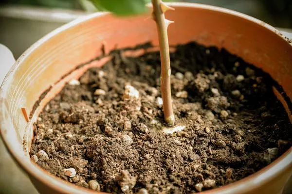 Sử dụng chai nhựa làm nhà kính mini để giữ ẩm