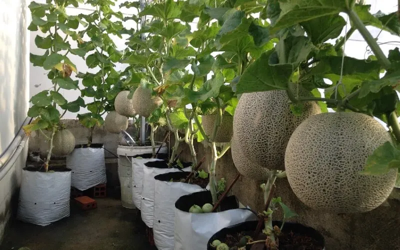 Kỹ thuật trồng và chăm sóc cây trồng theo phương pháp hữu cơ tại vườn Vu Garden