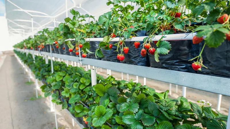 Trồng dâu tây bằng phương pháp giâm cành