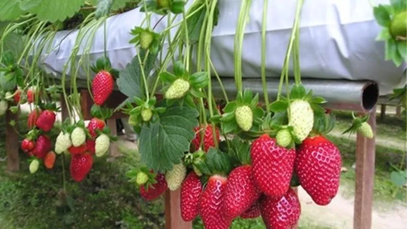 Cây con được trồng trong vườn