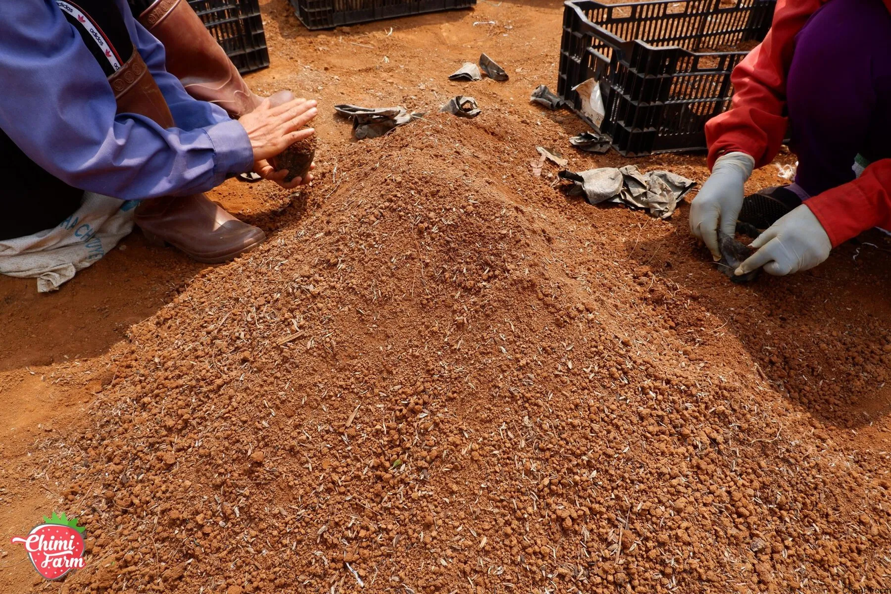 Hướng dẫn cách trồng dâu tây tai miền Bắc Mua cây dâu tây giống hana 082989110