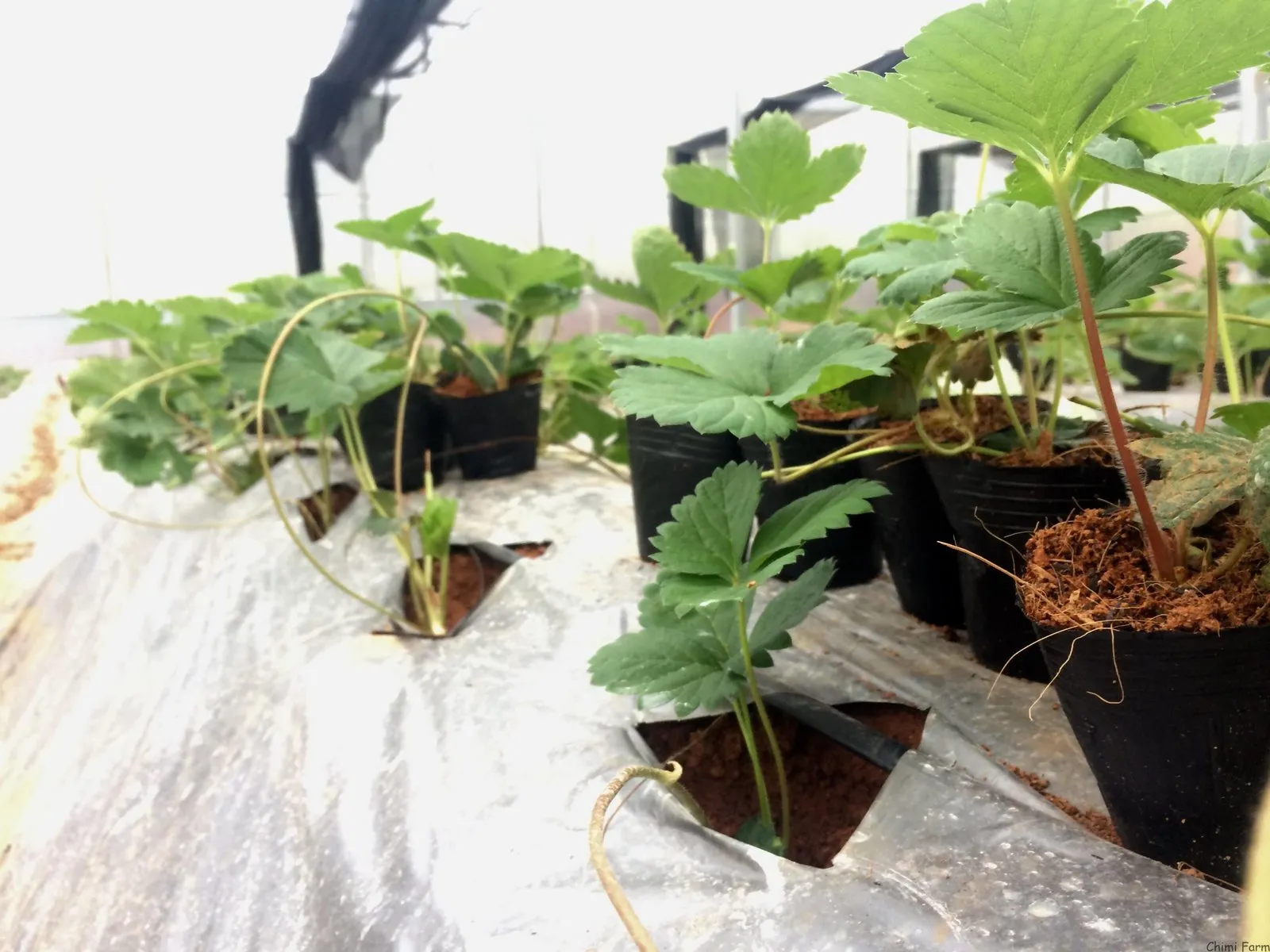 Hướng dẫn cách trồng dâu tây tại Miền Bắc của Chimi Farm Mua cây dâu tây giống hana 082989110