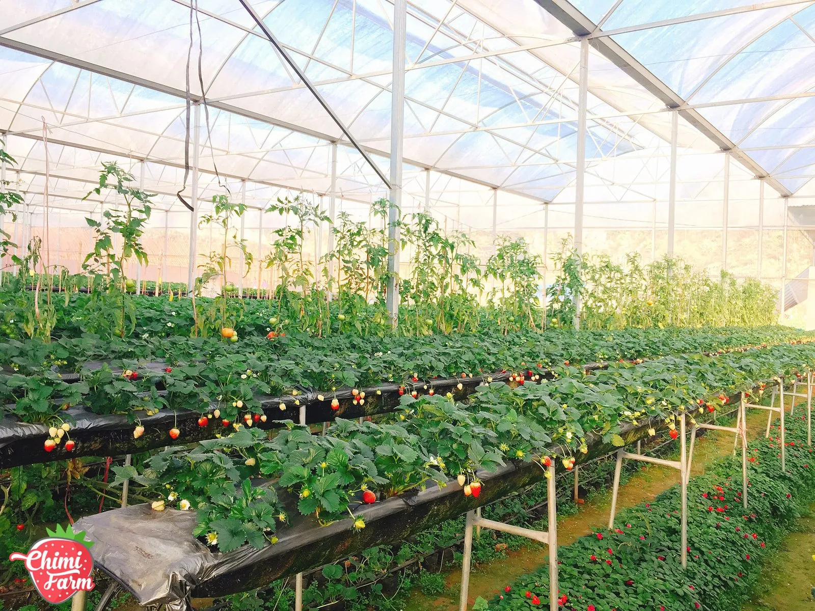 Dâu tây có trồng được tại miền Bắc không? Mua cây dâu tây giống hana 082989110