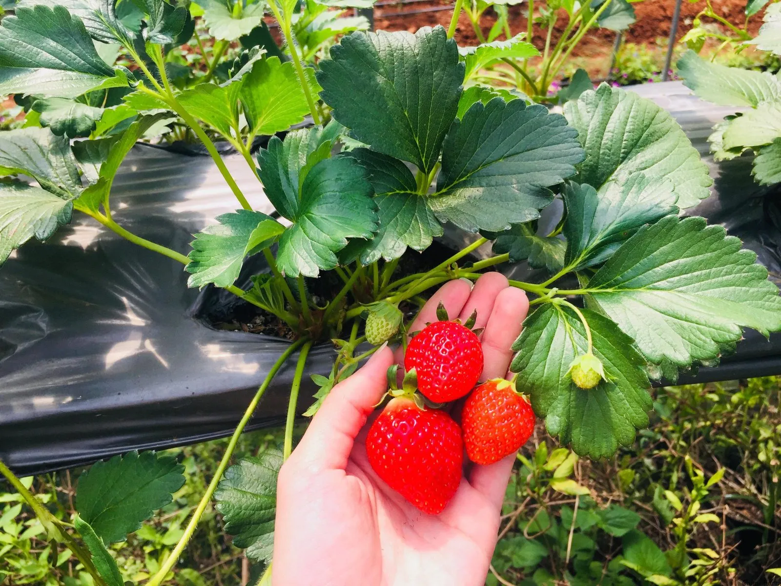 Bạn nên thu hoạch dâu tây vào sáng sớm Mua cây dâu tây giống hana 082989110