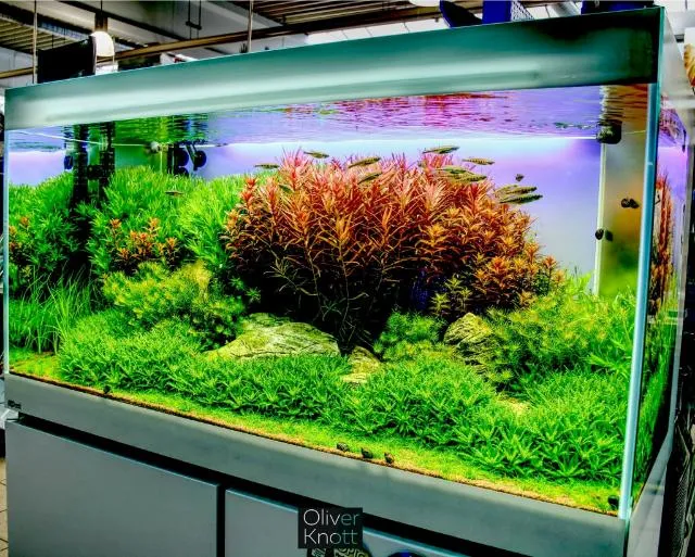 Cửa hàng Chợ Thủy Sinh là điểm đến uy tín để mua cây sao nhỏ Pogostemon Helferi