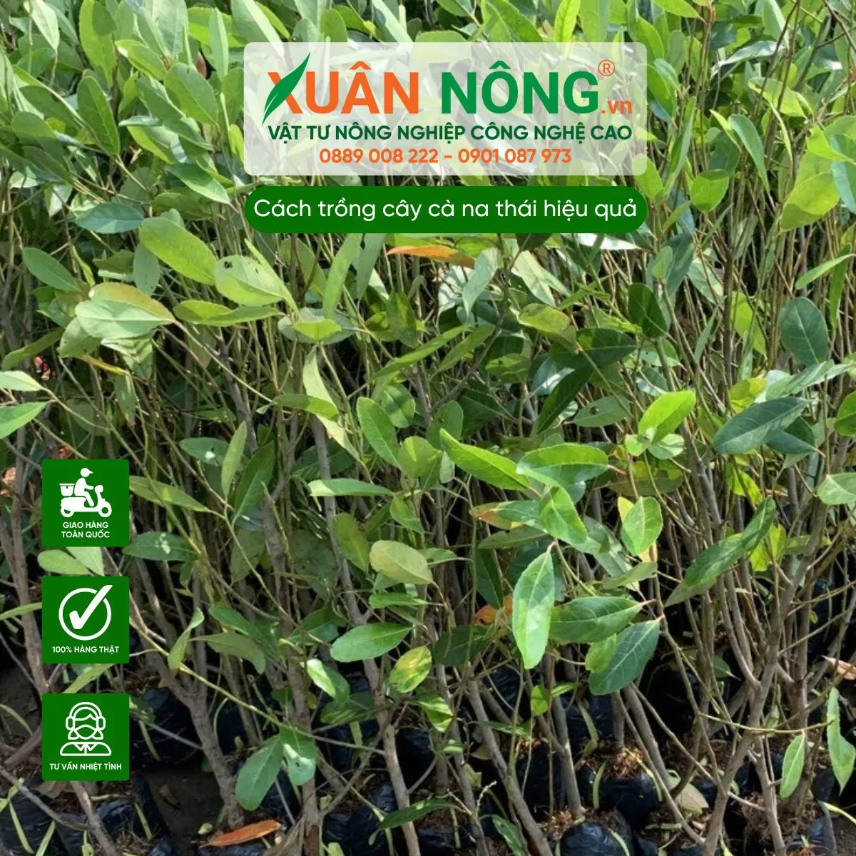 Lựa chọn giống và tiêu chuẩn cây cà na thái chất lượng