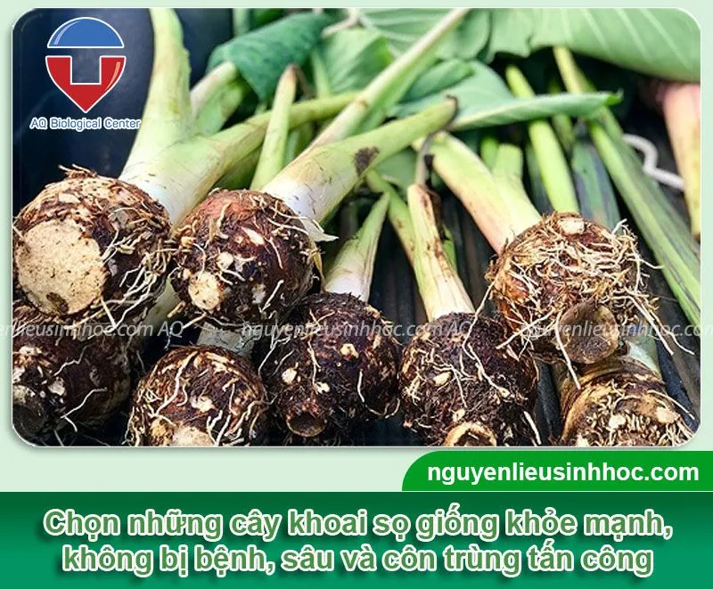 Kỹ Thuật Trồng Khoai Sọ Tại Nhà Đơn Giản Cho Năng Suất Cao Và Củ Lớn