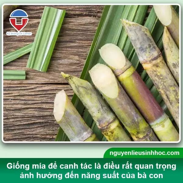 Nên chọn những cây mía giống khỏe mạnh, không bị sâu, côn trùng tấn công