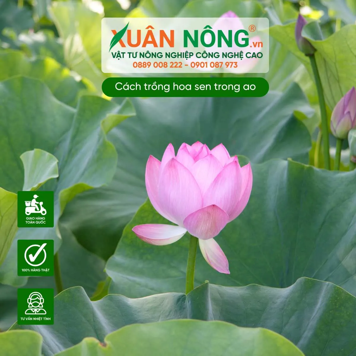 Kỹ thuật chọn giống sen khỏe mạnh