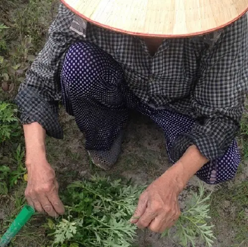 Cách Trồng Cây Ngải Cứu Bằng Cành Đạt Năng Suất Và Dược Tính Cao