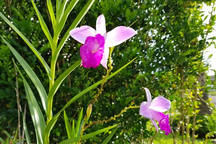 Thời điểm vàng để bắt đầu trồng lan Phi Điệp ra hoa Tết