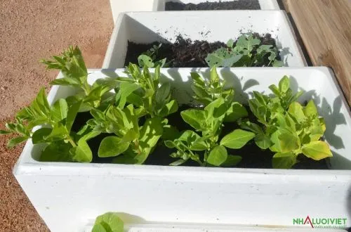 Thùng xốp tiêu chuẩn để thực hiện cách trồng đậu Hà Lan hiệu quả