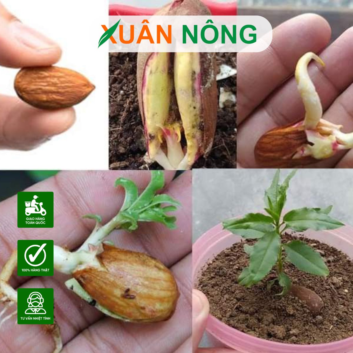 Cách Trồng Mướp Bằng Hạt Đạt Năng Suất Cao, An Toàn Tuyệt Đối Tại Nhà