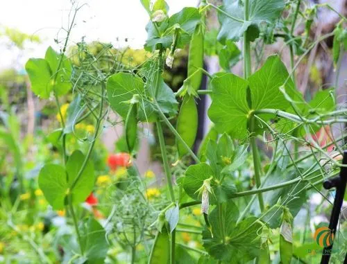 Chọn vị trí trồng đậu Hà Lan cần đảm bảo ánh nắng và thoát nước tốt