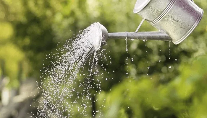 Cần kiểm soát chặt chẽ liều lượng nước tưới để cây Vạn Niên Thanh Leo Cột phát triển tốt