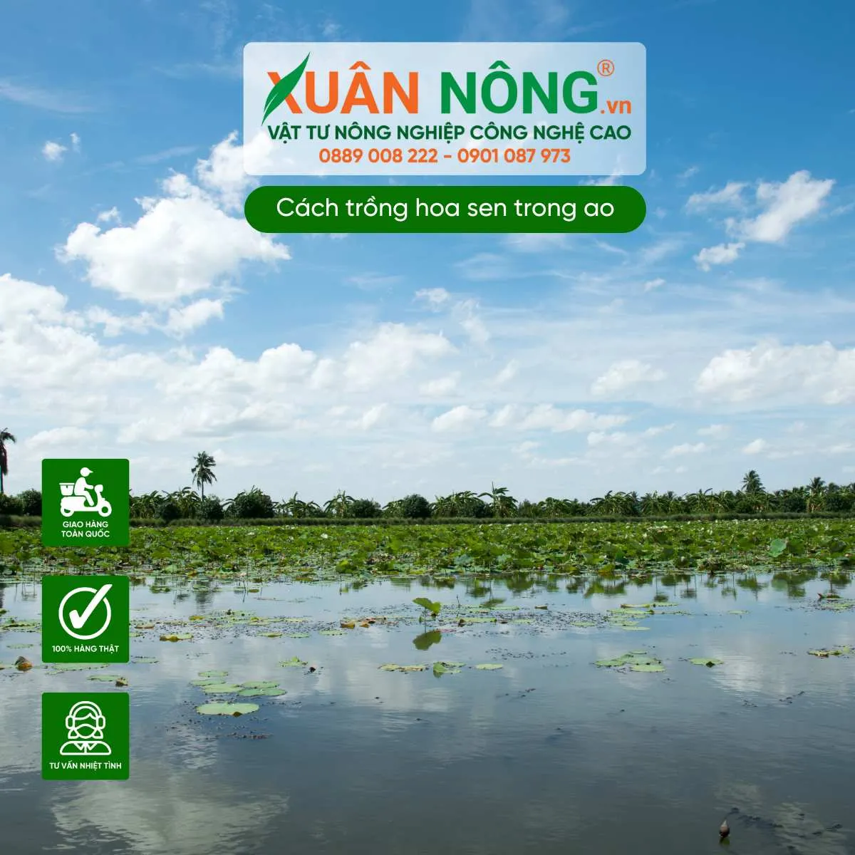 Chuẩn bị ao trồng sen đạt chuẩn kỹ thuật