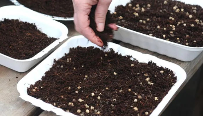 Hình ảnh chuẩn bị và trộn đất trồng cây hoa sứ với các thành phần hữu cơ