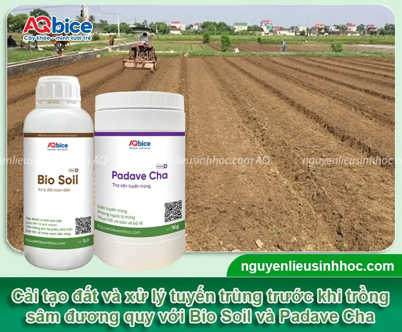 Thực hiện các bước chuẩn bị đất trồng sâm đương quy theo đúng kỹ thuật