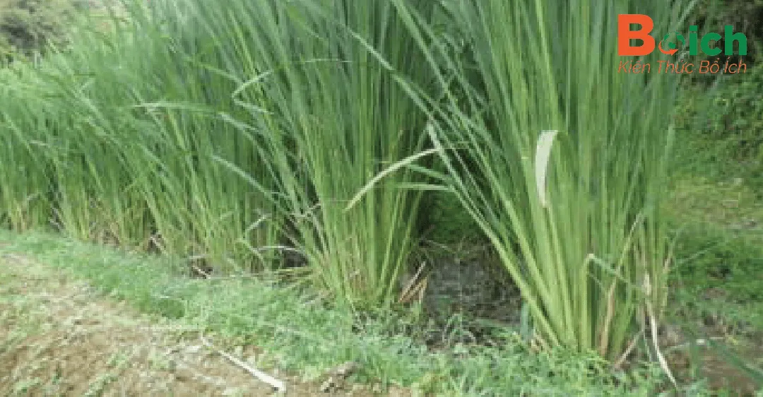 Quy trình chuẩn bị đất trồng củ niễng và lựa chọn mầm giống chất lượng