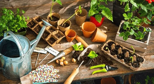 Chuẩn Bị Dụng Cụ Trồng Khổ Qua Rừng