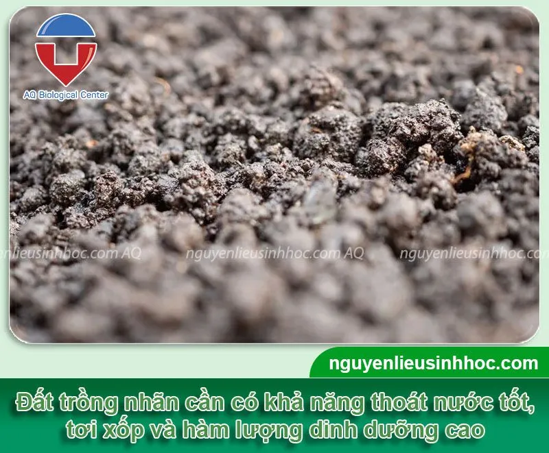 Cần xử lý đất trồng nhãn cho có độ tơi xốp, giàu dinh dưỡng để mang lại hiệu quả trong việc trồng nhãn